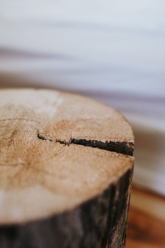 Detailed shot of a tree stump with visible wood grain and cracks. Perfect for nature and texture enthusiasts.